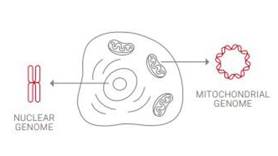 Identifying a Clinically Relevant Mitochondrial Variant content piece image