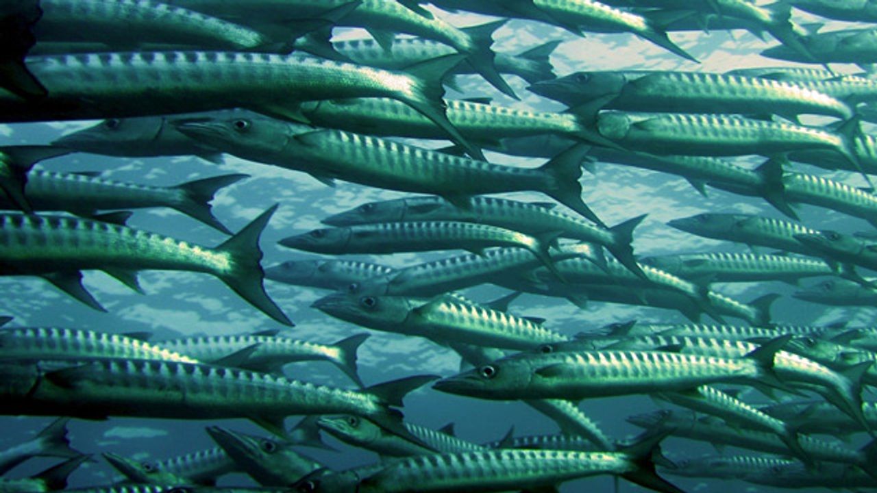 Microplastics Are Increasingly Exposing Fish to Endocrine Disruptors