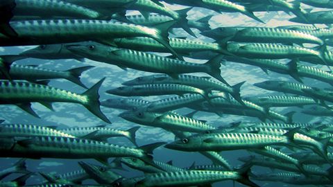 Microplastics Are Increasingly Exposing Fish to Endocrine Disruptors