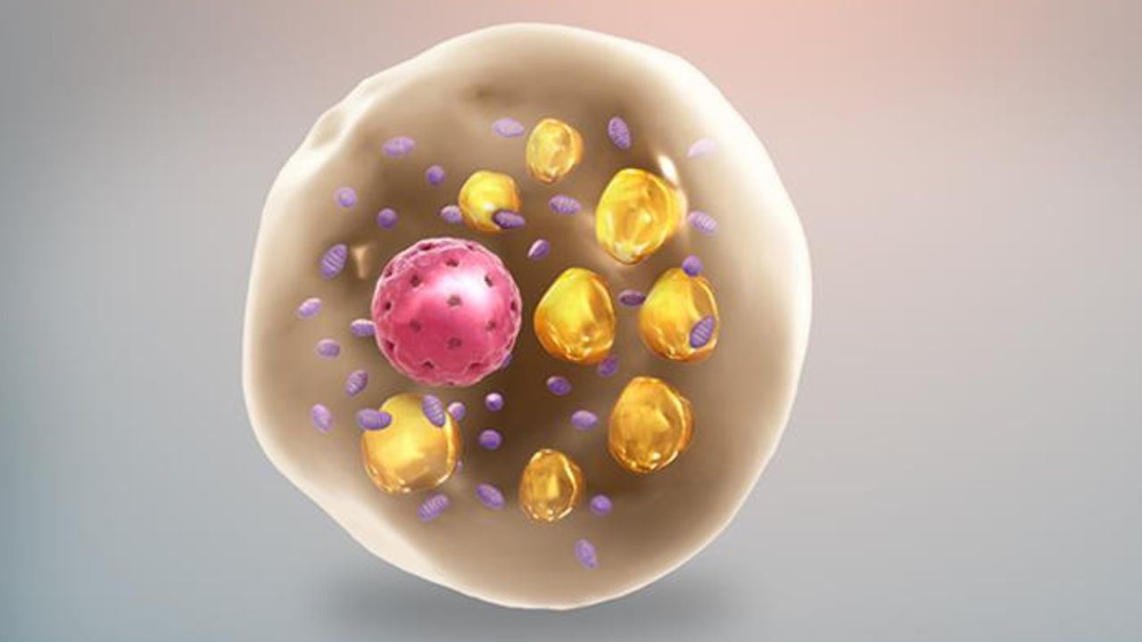 How Glycogen Is Linked to Heat Generation in Fat Cells