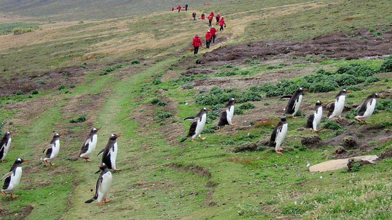 Evidence of Prehistoric Human Activity in Falkland Islands Discovered