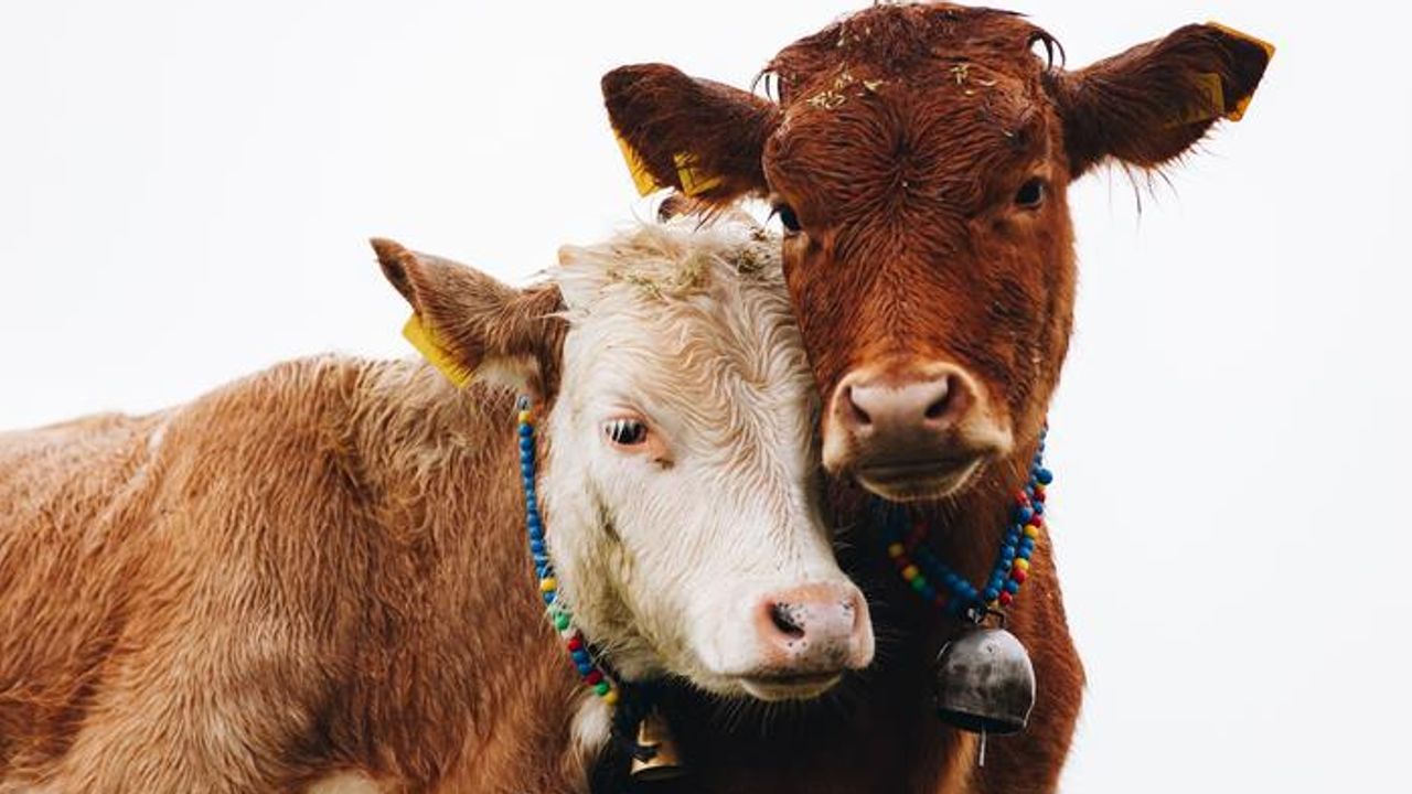 The Meat Paradox: We Like Animals, So Why Do We Keep Eating Them?