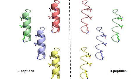 Mirror-Image Peptides Can Neutralize SARS-CoV-2