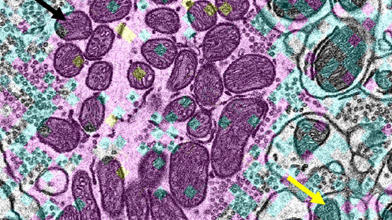 How Mitochondria Are Maintained in Nondividing Cells
