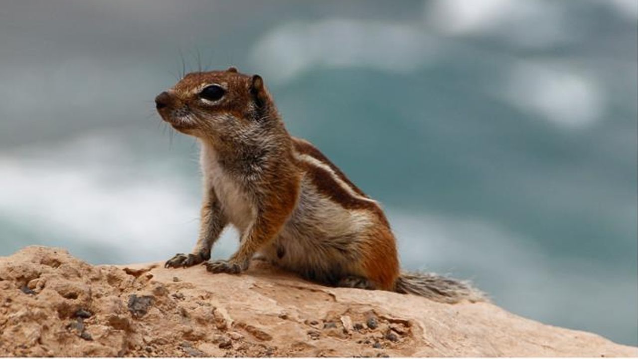 Ground Squirrels' Early Warning System Is Revealed