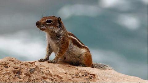 Ground Squirrels' Early Warning System Is Revealed