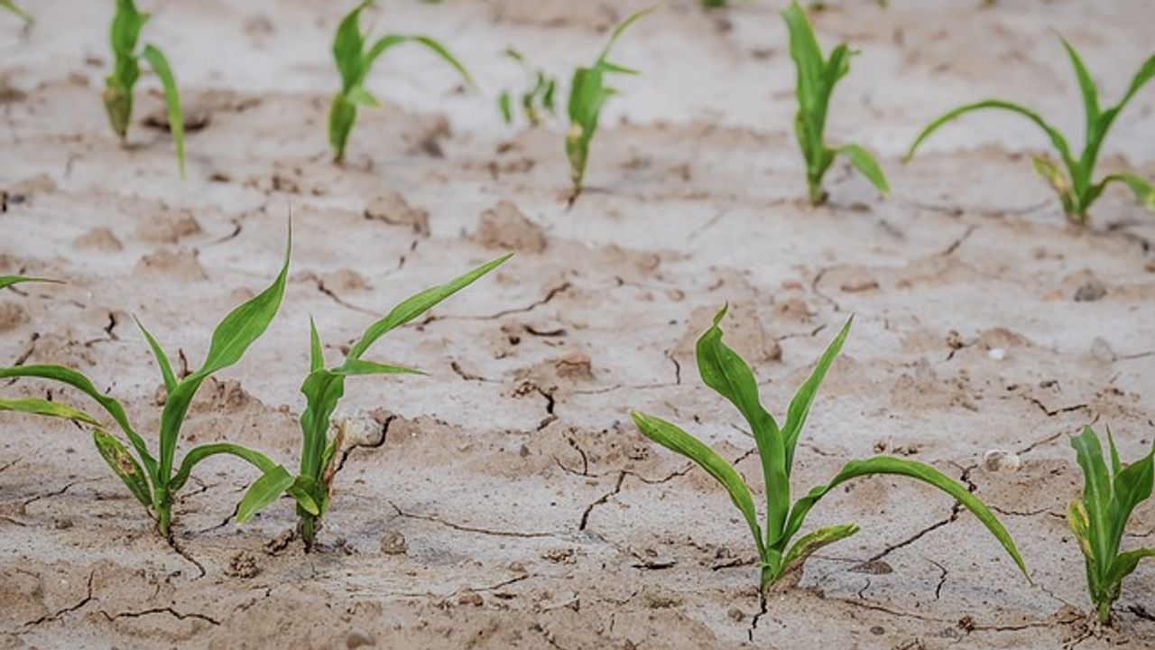 Breakthrough in Development of Drought-Resistant Crops