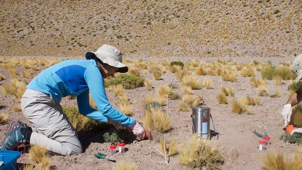 “Genetic Goldmine” Underlies Plant Resilience in Desert Environment