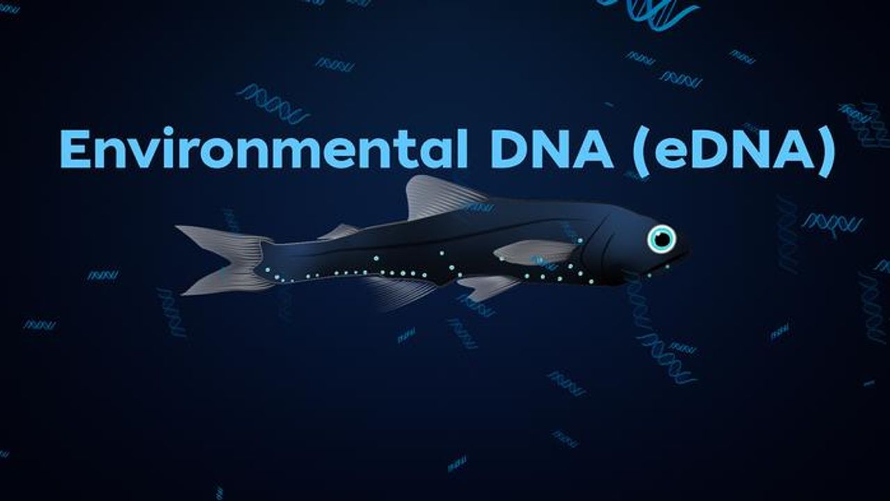 Environmental DNA Gives Clues About the Ocean’s Twilight Zone