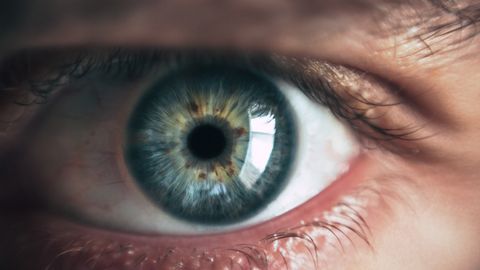 New Type of Nerve Cell Discovered in the Retina