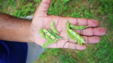 In Case of Drought, Be Selective With Soybeans