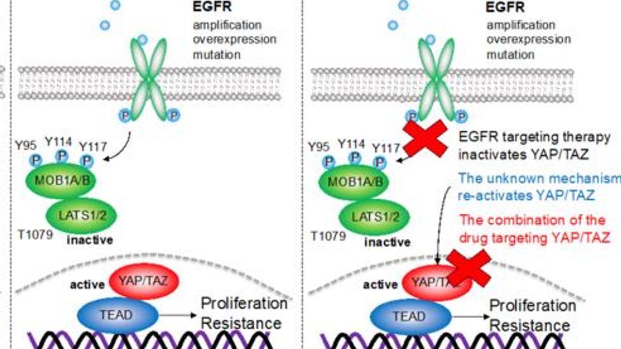 Key Component of Cellular Malfunction Identified