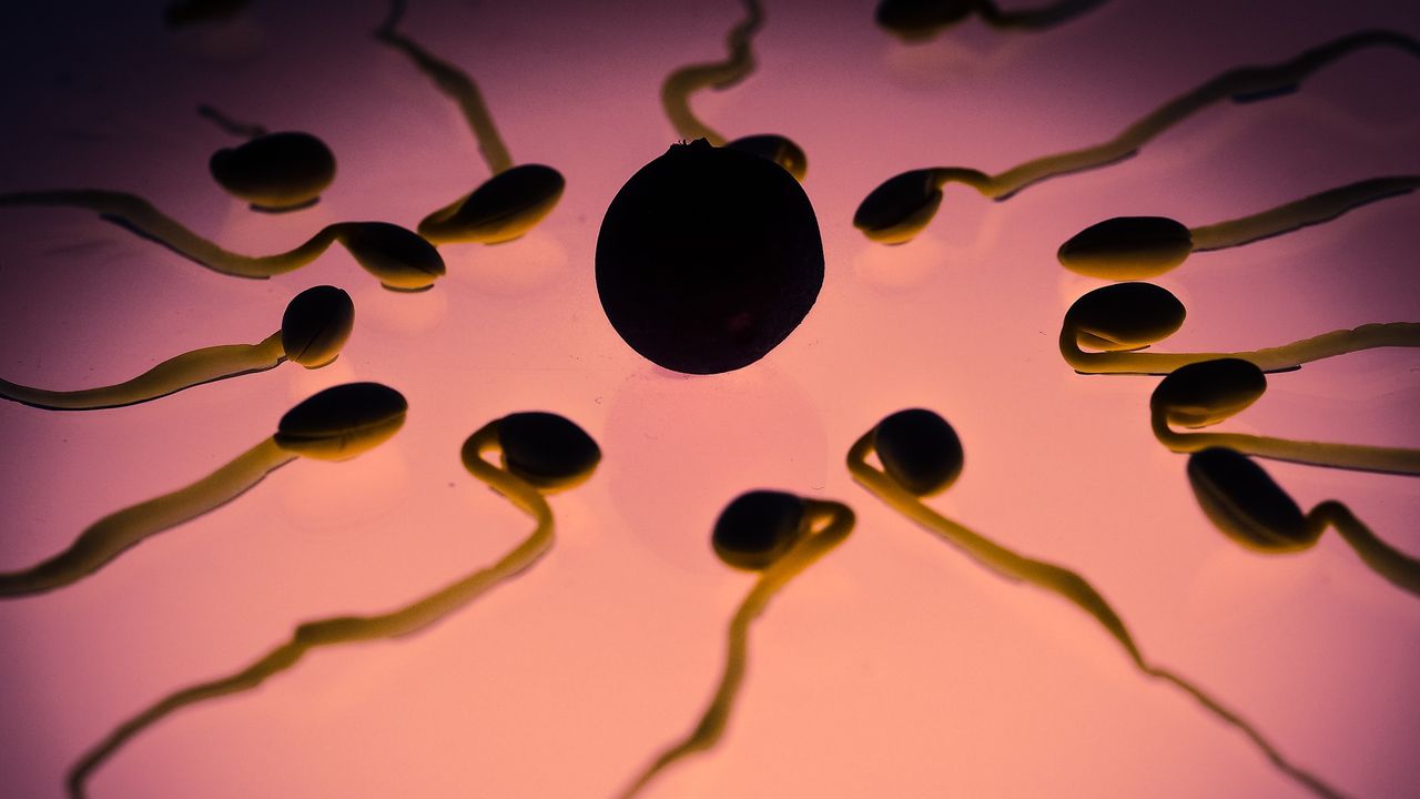 Sperm Switch Swimming Patterns To Locate Egg