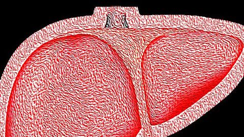 Single Protein Found To Regulate Sugar and Fat Metabolism in the Liver