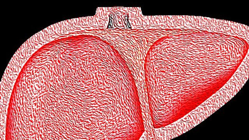 Single Protein Found To Regulate Sugar and Fat Metabolism in the Liver content piece image