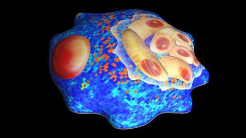 Parasite Could Be Used To Treat Certain Cancers