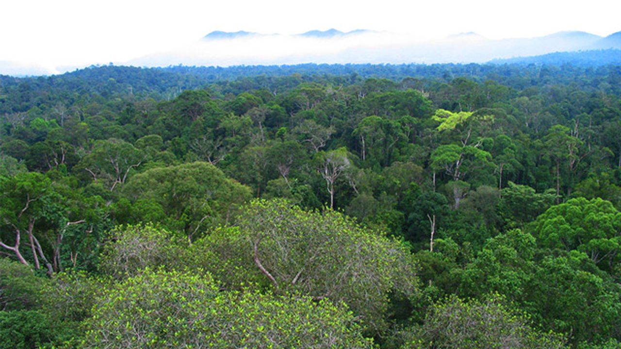 Studying the Genetics of a Rainforest Tree To Reveal Its Past