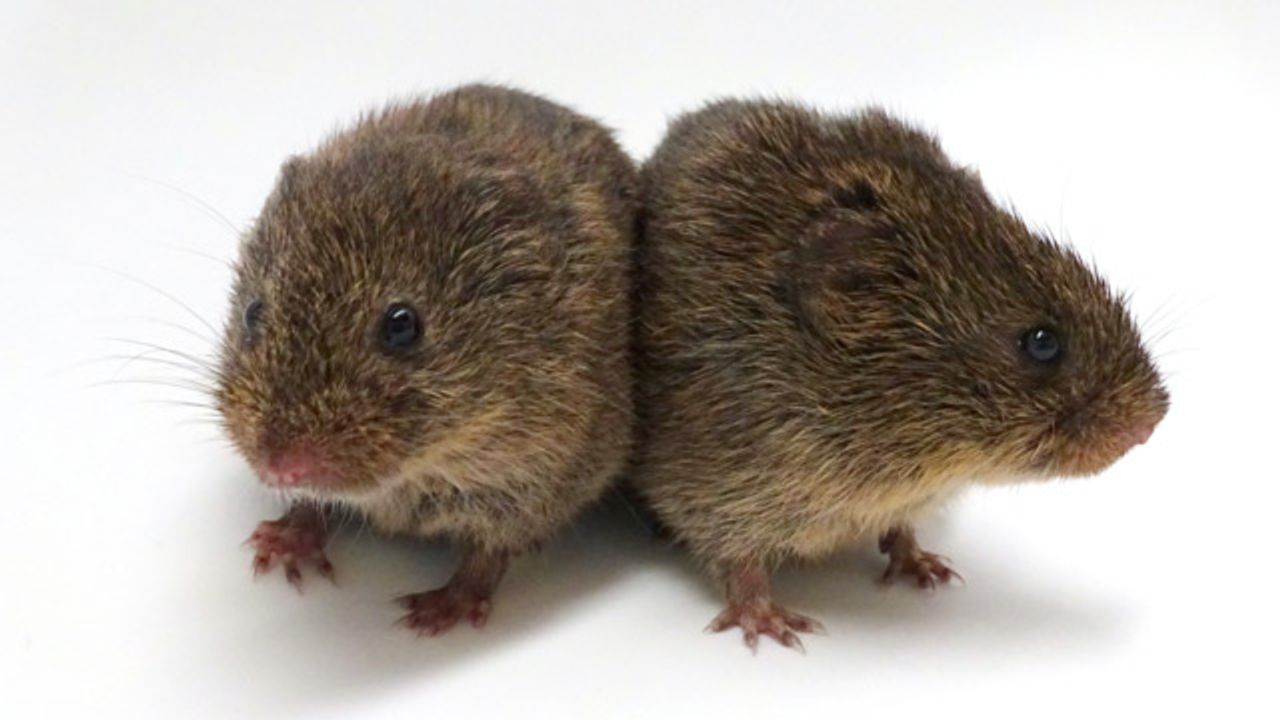 Some Grumpy Voles Merely "Tolerate" Friends and Family