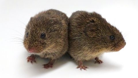 Some Grumpy Voles Merely "Tolerate" Friends and Family