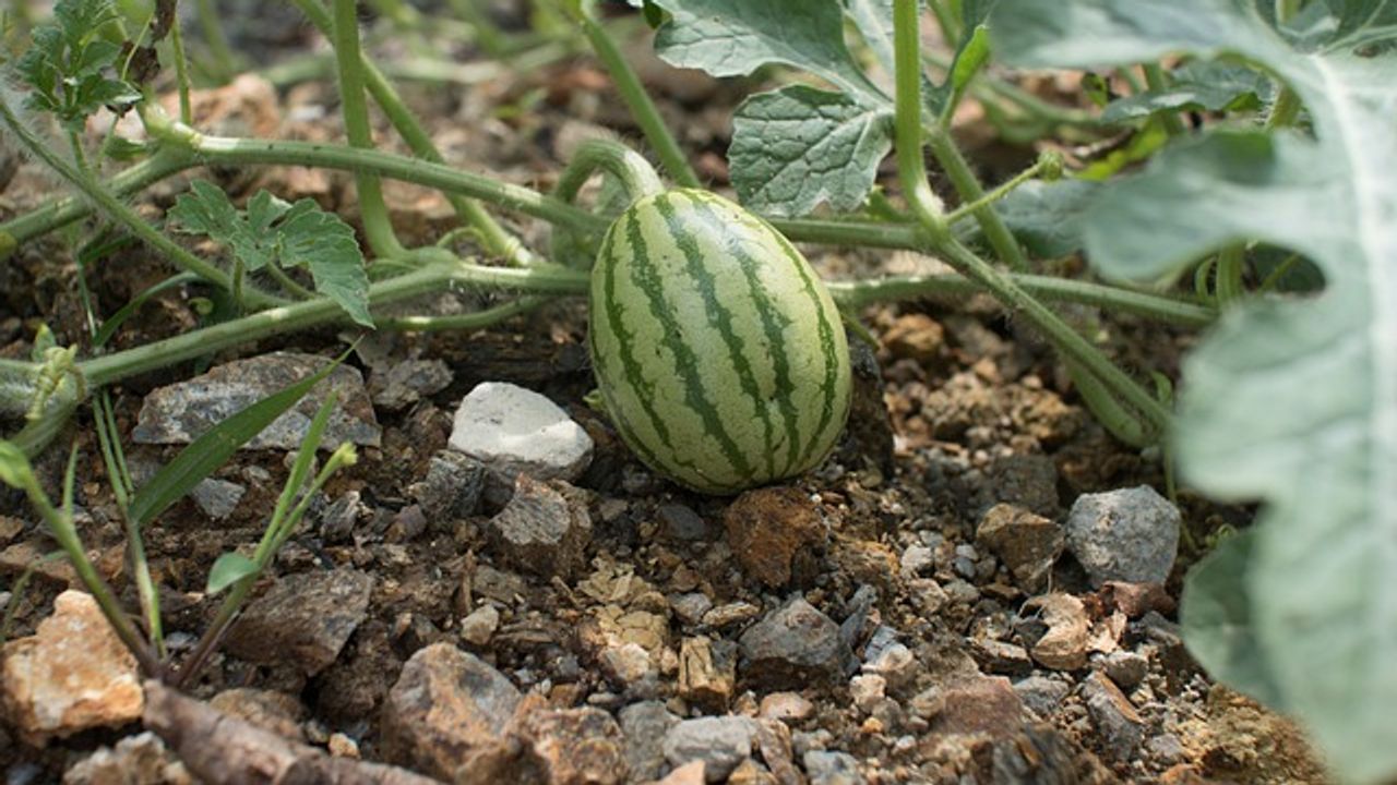As-Needed Pesticide Use Brings Benefits to Food Producers and Wildlife