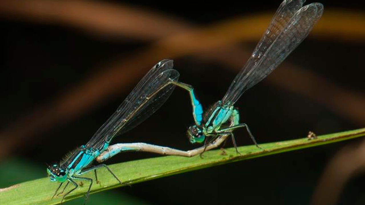 Damselflies in Distress Thanks to One Bacterium