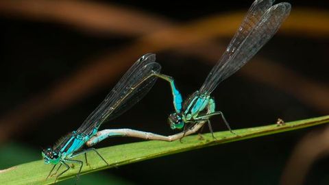 Damselflies in Distress Thanks to One Bacterium