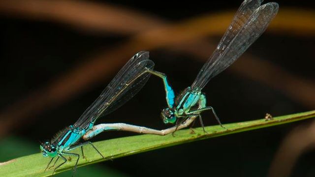 Damselflies in Distress Thanks to One Bacterium