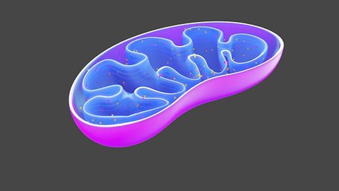 Researchers Reveal How Mitochondria Import Antioxidants