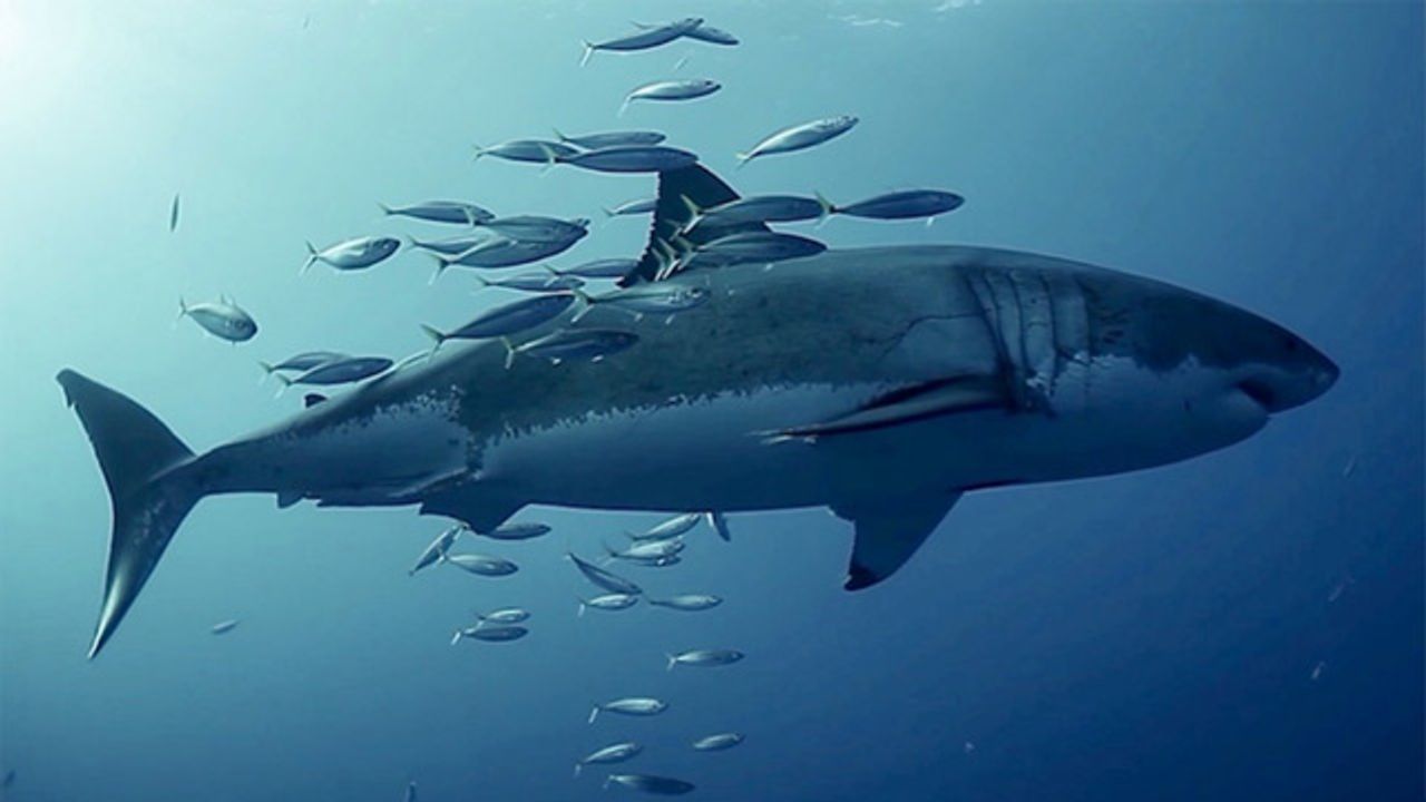 Why Are Fish Rubbing Up Against Their Predators?