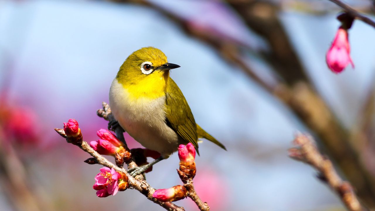 Why Human Language and Birdsong Are More Similar Than First Thought