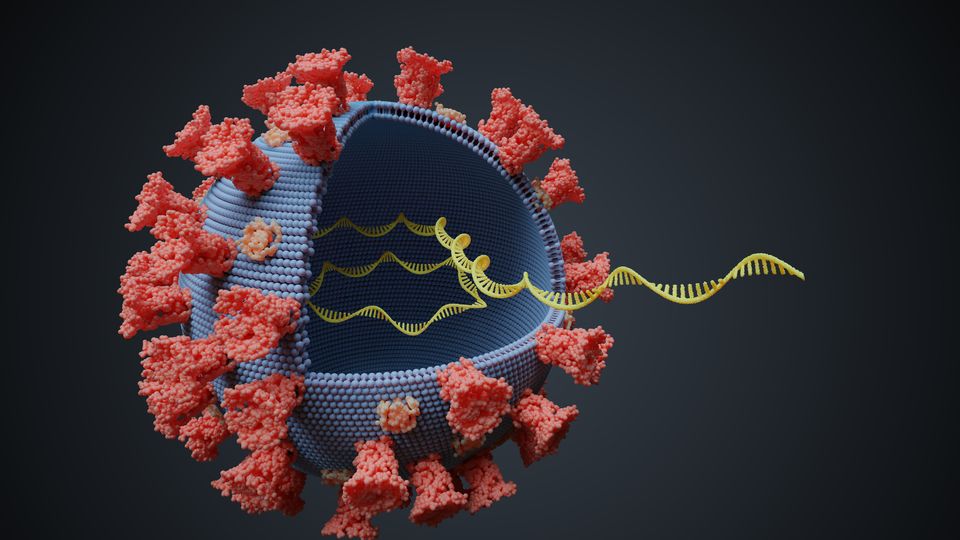 Scientists Identify the Gene That Doubles COVID-19 Risk content piece image