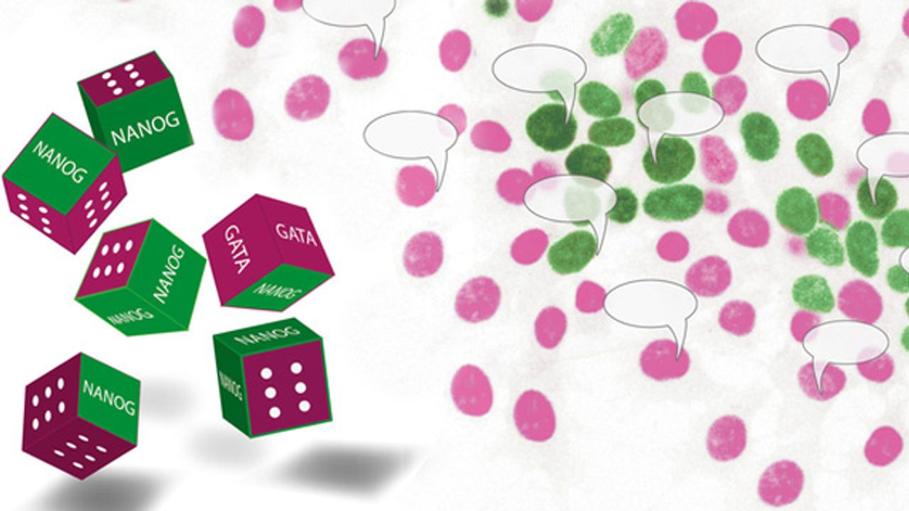 Stem Cells Do Not Leave Their Fate to Pure Chance