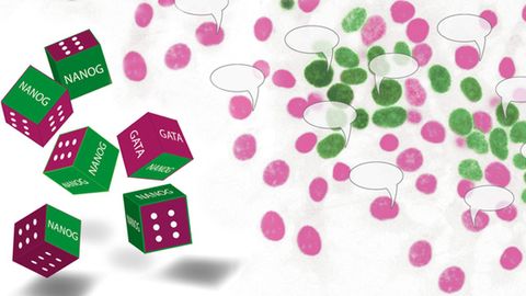 Stem Cells Do Not Leave Their Fate to Pure Chance