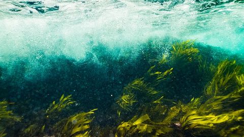 类似海藻的装置会在水下发电