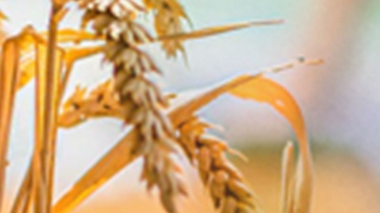 Wine and Cereal Authenticity Testing by Strontium Isotope Ratio Determination