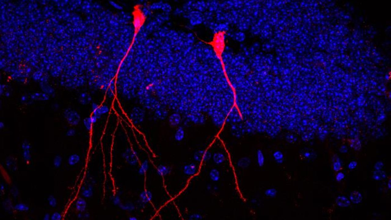 Intestinal Bacteria Use the Bloodstream as a Communication Highway With the Body