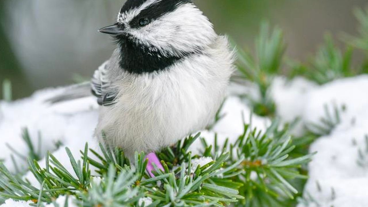 How Evolution Shaped the Chickadee's Incredible Memory