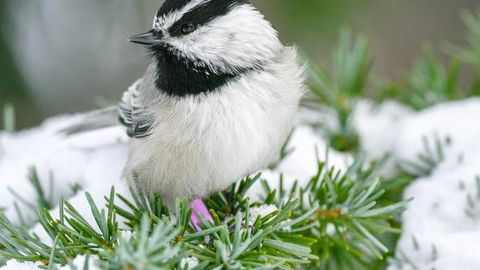 How Evolution Shaped the Chickadee's Incredible Memory