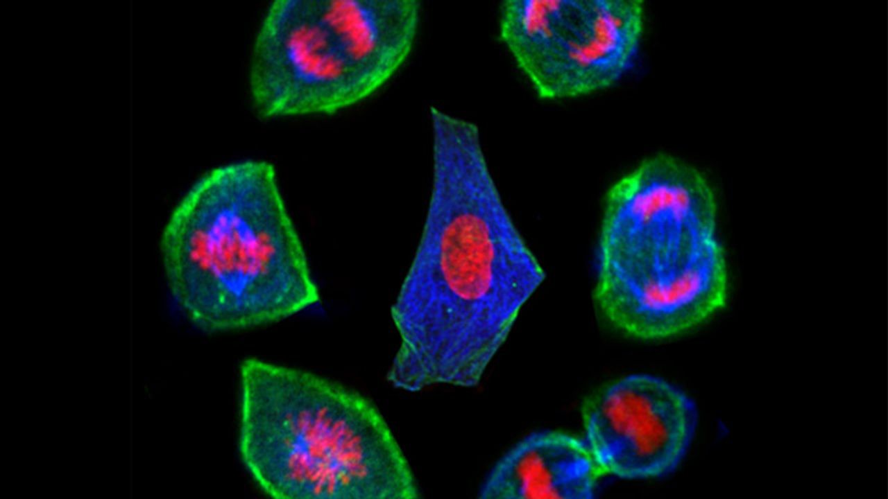 Lifecycle of a Cell
