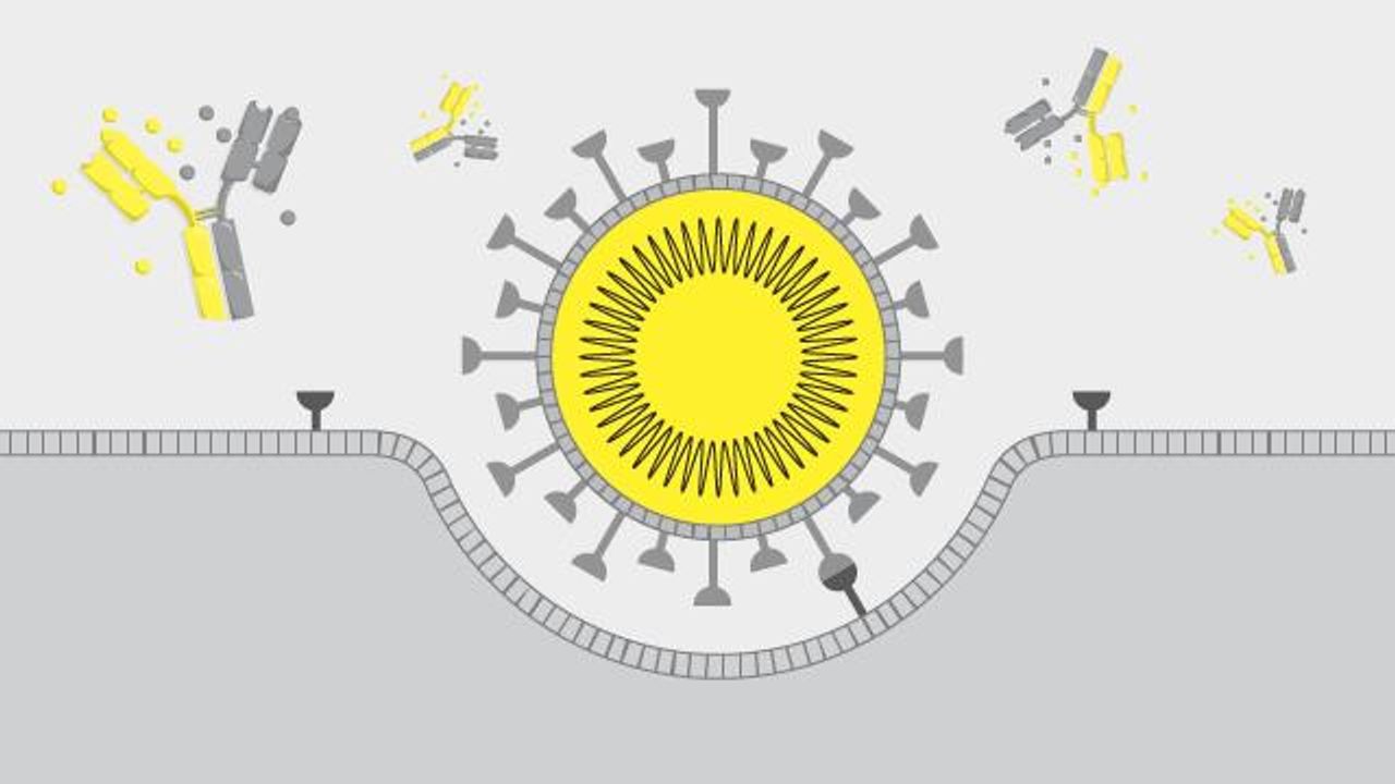 Role of Neutralizing Antibodies in Viral Infection Research