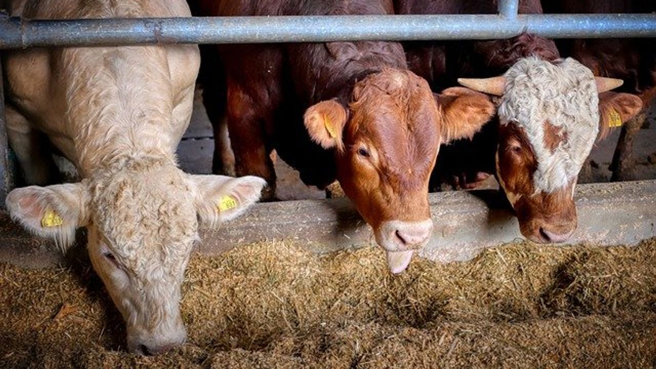 Seaweed Supplement Could Slash Livestock Methane Emissions