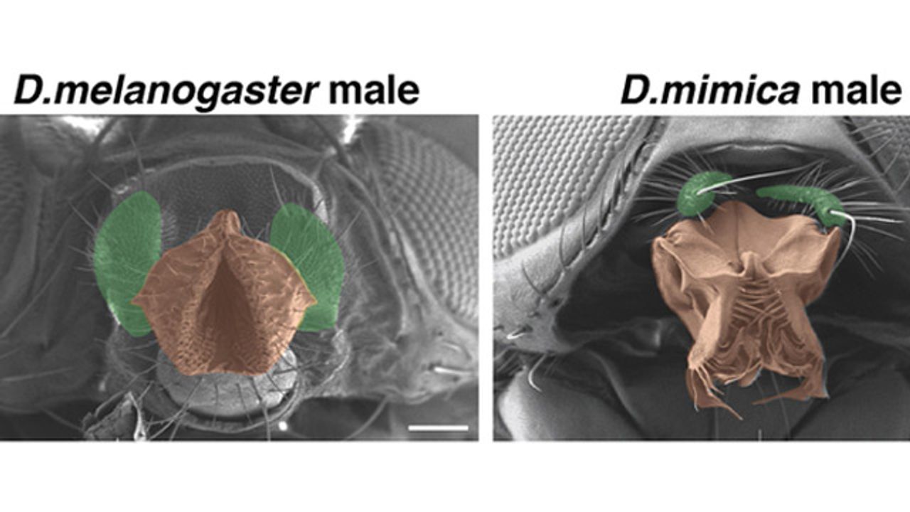 The Genetic Basis of Why We Look the Way We Do