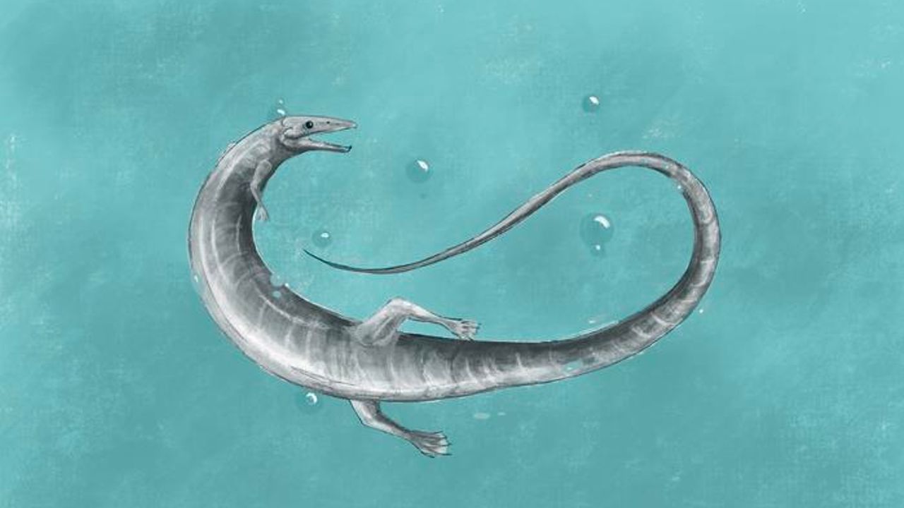 Why Rapidly Evolving Species Are More Likely To Go Extinct