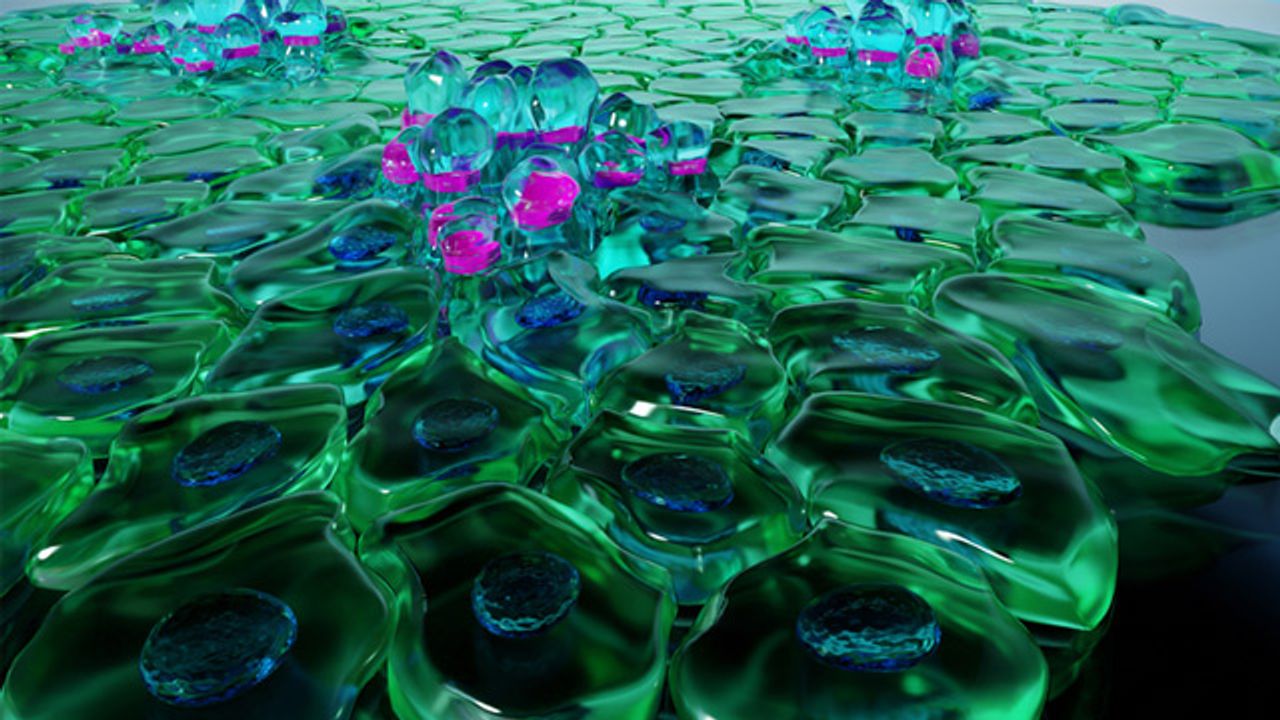 Tight Junctions Play an Important Role in Cell Movement