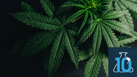 What is a Cannabis Testing Lab? With Jini Curry