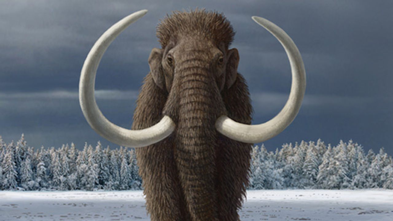 Humans Contributed to Woolly Mammoth Extinction