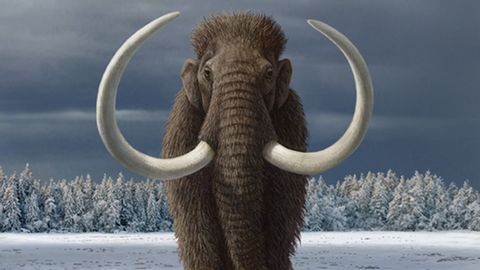 Humans Contributed to Woolly Mammoth Extinction