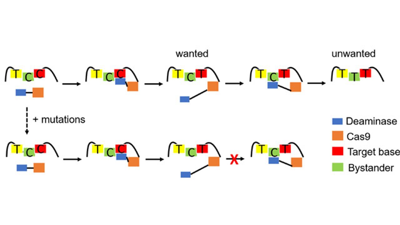 New Strategy for Fine-Tuning CRISPR Editing