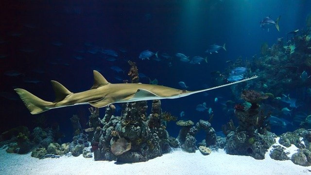 Industrial Fishing Has Broken a Law of Nature