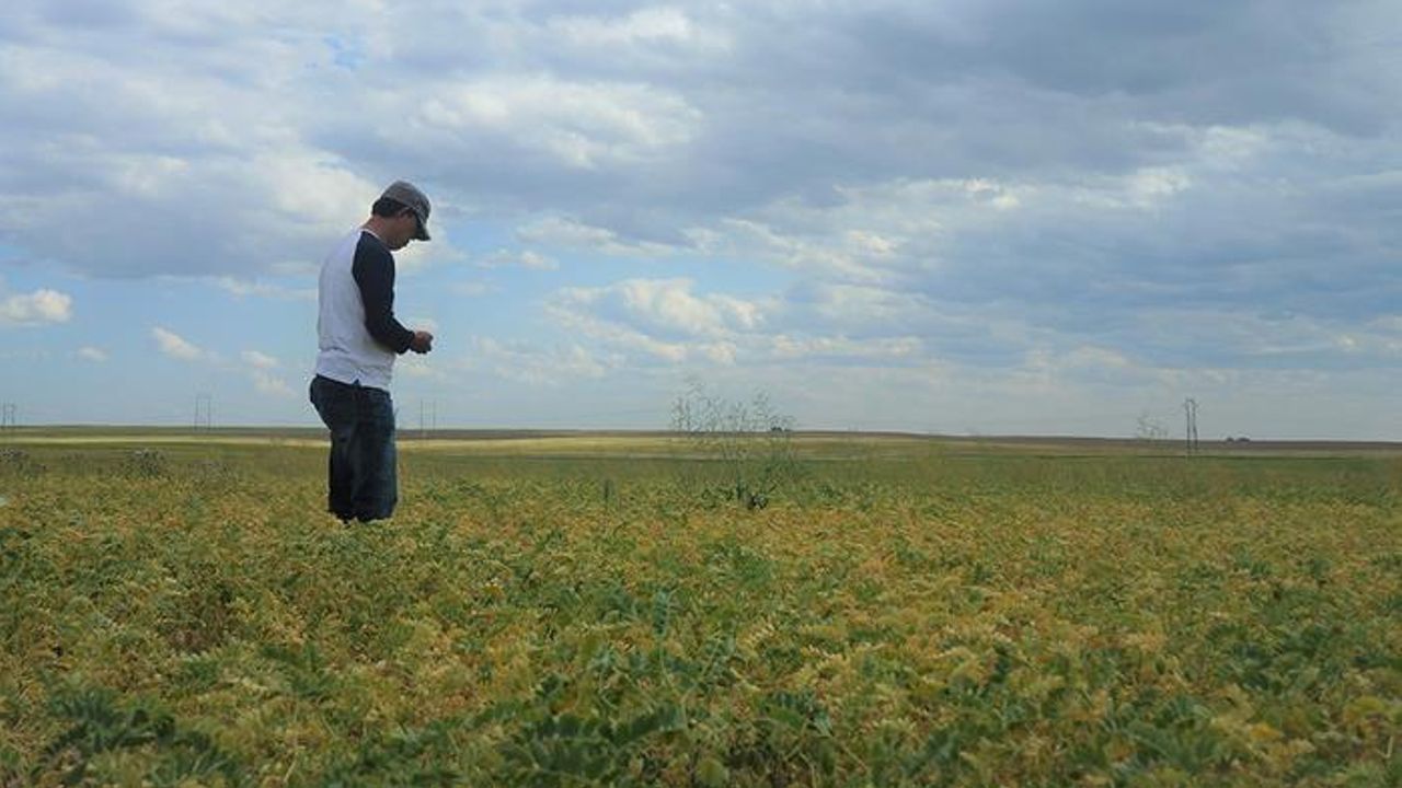 Making Better Chickpeas Towards Global "Zero Hunger"